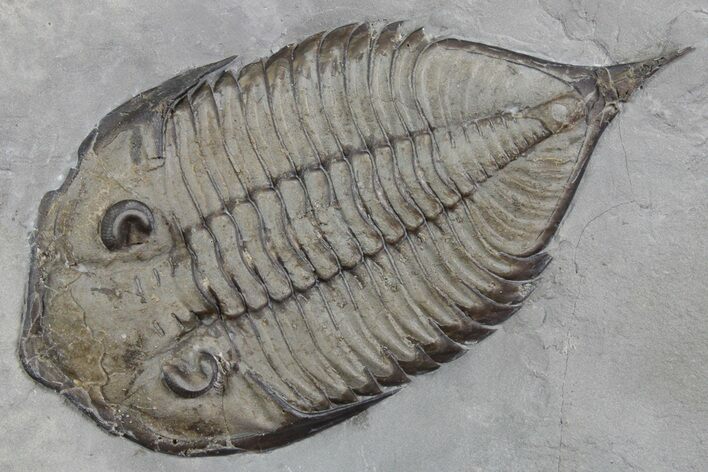 Dalmanites Trilobite Fossil - New York #357140